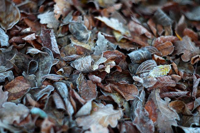 兒子指著路邊的枯枝堆說「小心！有眼鏡蛇」，男子事發發現是「形似眼鏡蛇的枯枝」。（示意圖/Shutterstock提供）