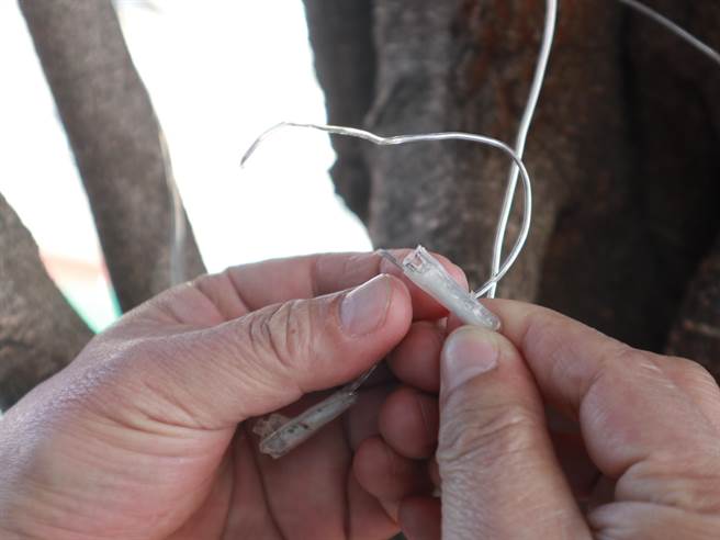 因斷面痕跡並不平整，研判是由動物所咬，現場也用剪刀試剪，斷面平整，人為拉扯的話，斷面也跟現場遭破壞燈飾不符。（公所提供／吳建輝彰化傳真）