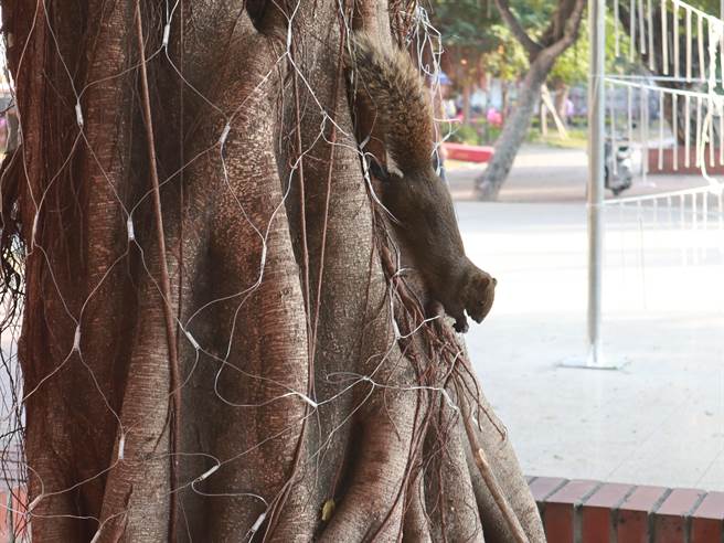 沒想到蒐證過程中，當事「鼠」竟大搖大擺，囂張的返回現場，示範如何犯案，讓到場的市長、所長等人哭笑不得。（公所提供／吳建輝彰化傳真）