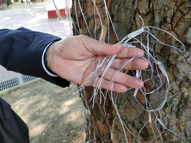 員林公園有將近一半攀樹燈飾遭破壞，大部分都是松鼠所咬食，其中有1、2顆則比較像人為，後續將持續追查。（吳建輝攝）