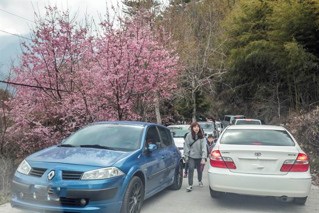 司马库斯樱花季都涌进大批车辆造成塞车，县府决定总量管制，2月12日起上山赏樱须先上网预约。（罗浚滨摄）