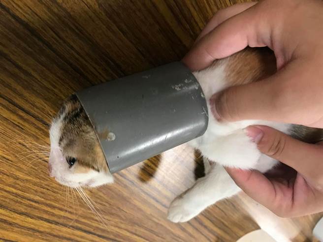 台湾之心爱护动物协会，去年底前往绿岛执行犬猫数量源头控管任务时，接获通报有只小猫卡在塑胶水管多日无法脱困，希望伙伴们帮忙。（台湾之心爱护动物协会提供）