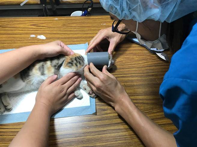 台湾之心爱护动物协会，去年底前往绿岛执行犬猫数量源头控管任务时，接获通报有只小猫卡在塑胶水管多日无法脱困，希望伙伴们帮忙。（台湾之心爱护动物协会提供）
