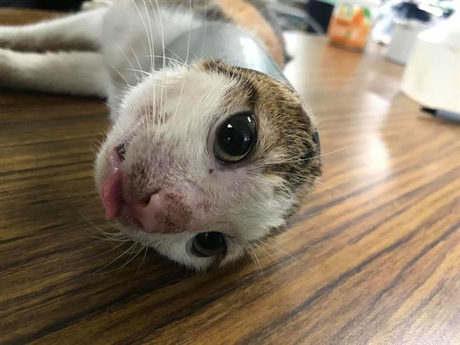 台湾之心爱护动物协会，去年底前往绿岛执行犬猫数量源头控管任务时，接获通报有只小猫卡在塑胶水管多日无法脱困，希望伙伴们帮忙。（台湾之心爱护动物协会提供）