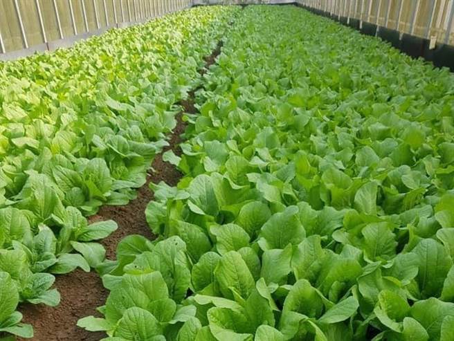 适逢疫情影响，餐厅、企业纷纷退订叶菜，让有机农园经营者好着急，只好另寻他法衝销售买气，度过此次危机。（台湾肯纳自闭症基金会提供／黄婉婷桃园传真）