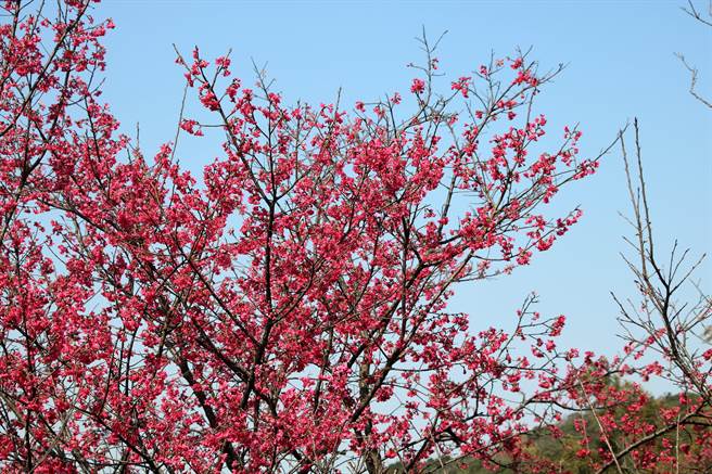 山樱花正在树梢绽放，桃红色花瓣随风飘扬，浪漫无比。（黄婉婷摄）