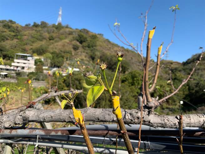 台中市東勢、新社等區高接梨穗受寒流影響，導致萌芽率偏低及花芽黃化死亡。（台中市農業局提供／王文吉台中傳真）