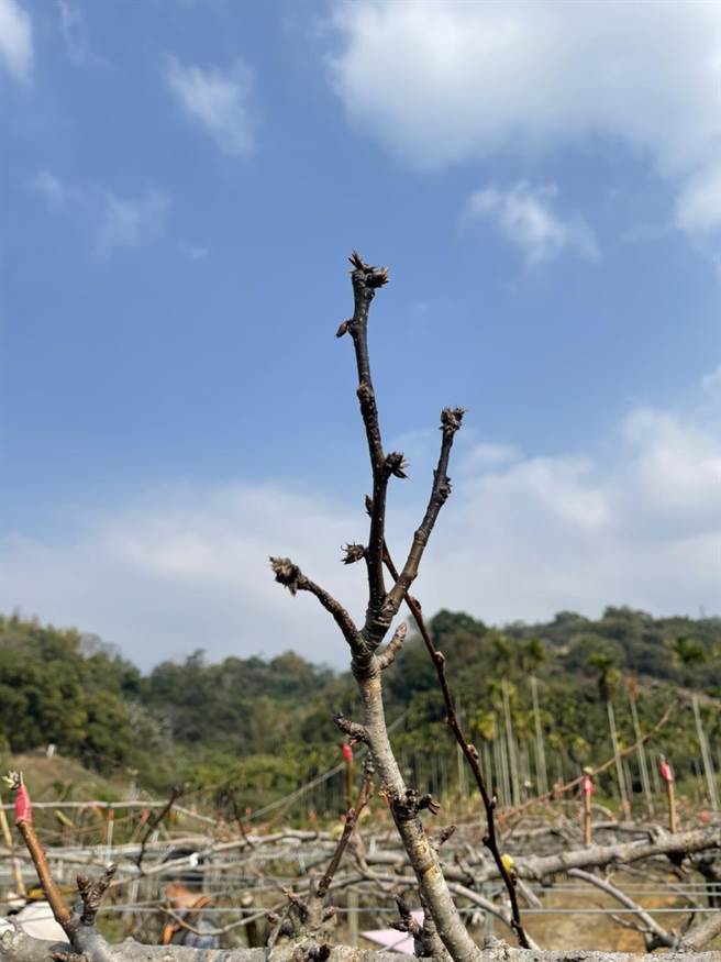 台中市東勢、新社等區高接梨穗受寒流影響，導致萌芽率偏低及花芽黃化死亡。（台中市農業局提供／王文吉台中傳真）