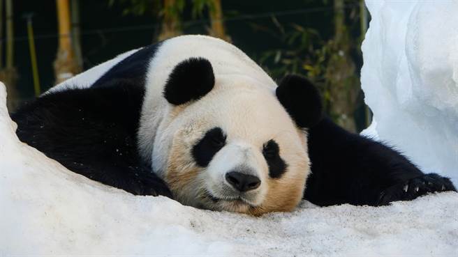 美国大猫熊「美香」与「田田」非常懂玩，看到雪后秒软烂躺在地上，随着斜坡往下溜，模样非常可爱。(示意图/达志影像)