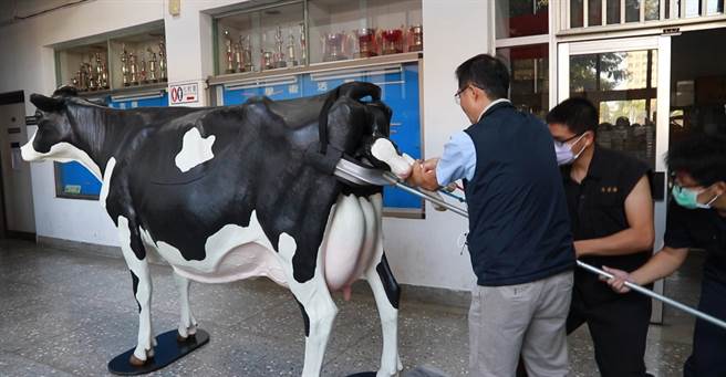 興大獸醫學系主任陳翵文（左）示範乳牛接生。（興大提供／陳淑芬台中傳真）