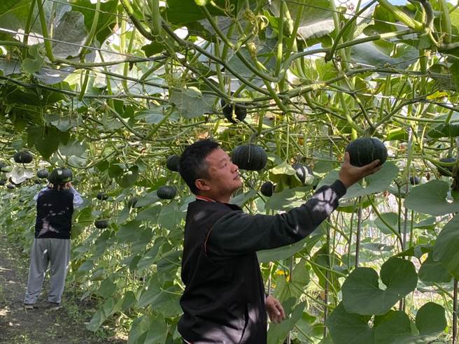 「美栗南瓜全国栗南瓜品质评鑑竞赛」彰化秀水青农林俊豪摘第一。（林俊豪提供／吴敏菁彰化传真）