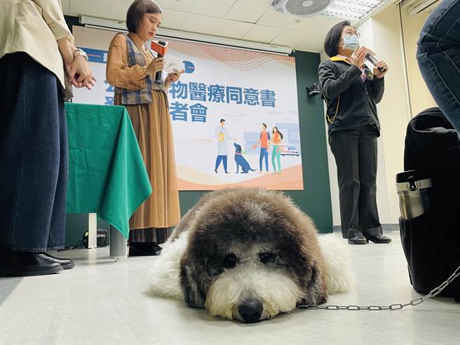 北市首推公版動物醫療同意書 協助飼主確認診療內容。（吳康瑋攝）