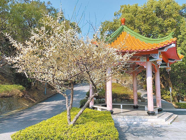 苗栗市公所在猫狸山公园种植50株梅花，近日陆续绽放，提供民眾就近赏花的休憩景点。（何冠娴摄）