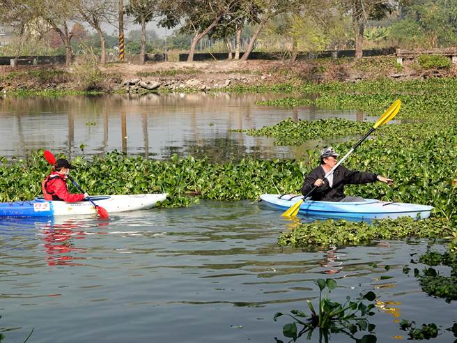 中正大学犯防系教授林明杰（右）发起顶员林埤布袋莲整理与独木舟体验活动，透过网路号召大学生，将水中大量的布袋莲打捞上岸。（中正大学提供／张亦惠嘉县传真）