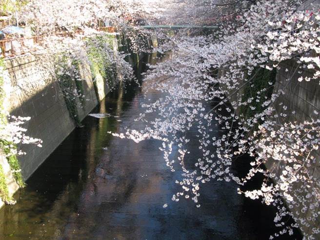 目黑川樱花祭（图／EVENT365生活志提供）