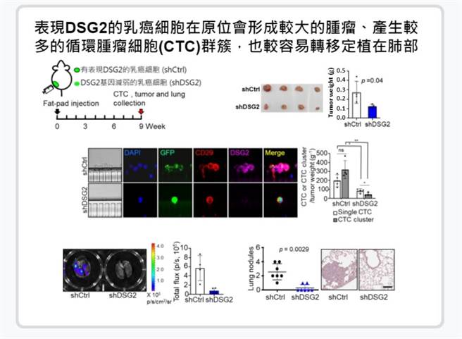 乳癌细胞与DSG2相关机转。(图/中央研究院提供)