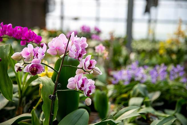 净化空气迎牛年，环保署：观叶型开花盆栽增添过节气氛。（卢金足提供）