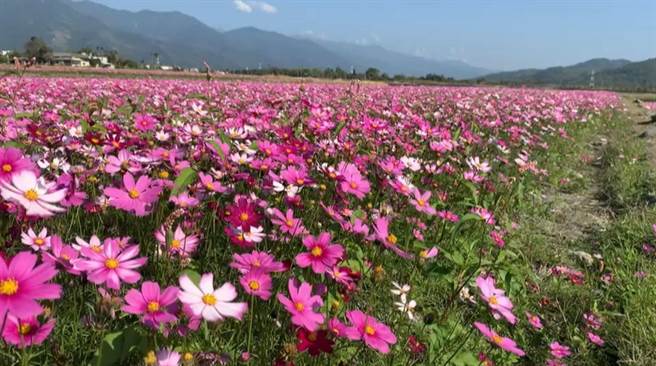 鹿野二层坪花海吸引大量游客朝圣。（蔡旻妤摄）