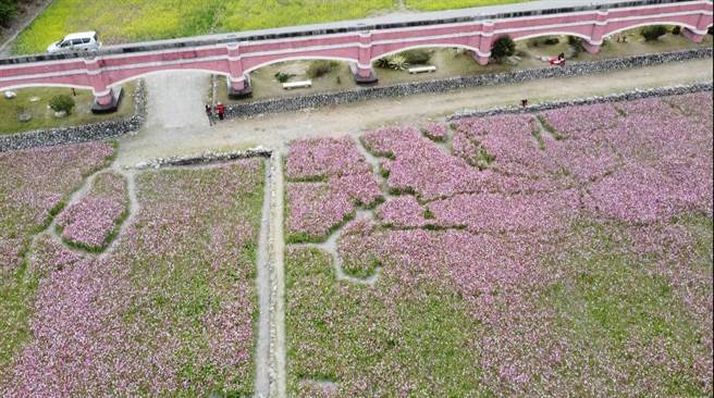 鹿野二层坪花海吸引大量游客朝圣，然而却被杨姓网友发文表示：「拍个照有需要踩到田中间去吗？」，照片内可见不少被游客践踏而形成的走道。（蔡旻妤摄）