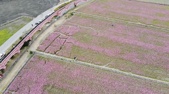 鹿野二层坪花海吸引大量游客朝圣，然而却被杨姓网友发文表示：「拍个照有需要踩到田中间去吗？」，照片内可见不少被游客践踏而形成的走道。（蔡旻妤摄）