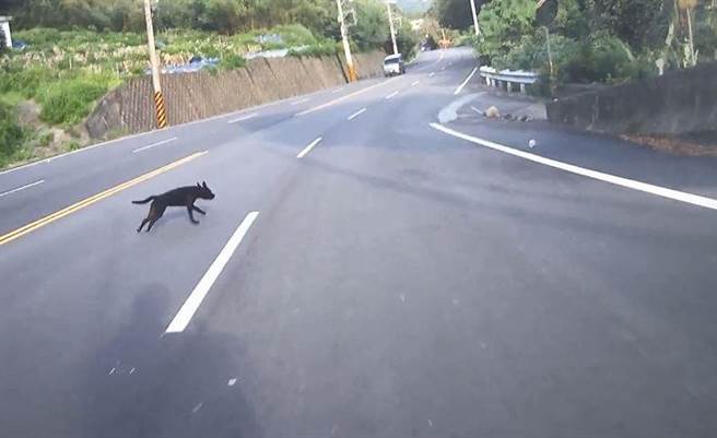 苗栗县警局大湖分局加强宣导安全驾驶观念，近日在官方脸书公布去年5件车祸撞击瞬间影片，宣导行车安全常识。图为机车骑车撞击犬只摔车。（大湖警分局提供／巫静婷苗栗传真）
