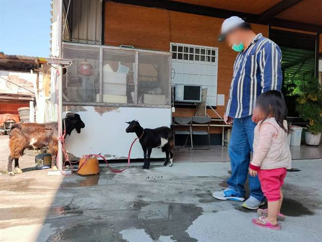 来往民眾看见南庄分驻所前绑着2只山羊，都好奇停下观看。（头份警分局提供／谢明俊苗栗传真）