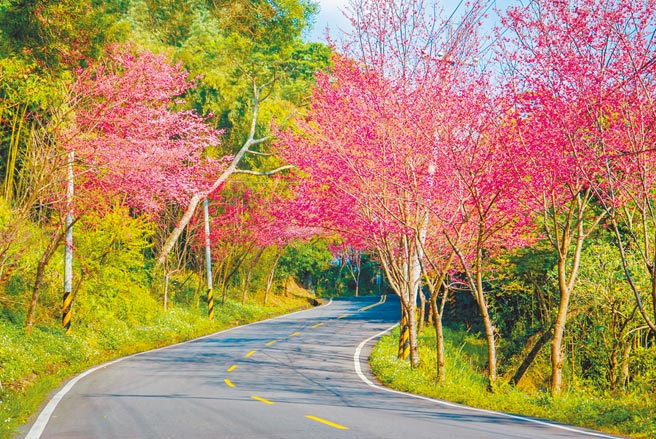 桃园北横公路沿线100多公里樱花绽放，随着海拔及气候不同花种美不胜收。（桃园市新闻处提供／杨宗灏桃园传真）