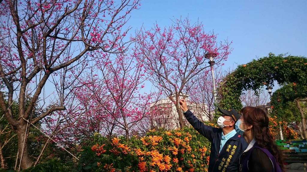 新北市鶯歌區永吉公園的橙黃炮仗花、粉嫩櫻花接連綻放，吸引民眾搶拍。（圖由鶯歌區公所提供）