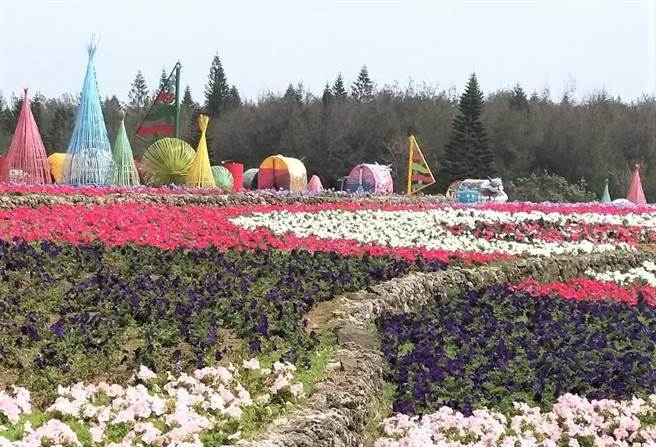 澎湖繽紛花海璀璨登場，今年主題「牛來運轉花爭艷」。（陳可文攝）