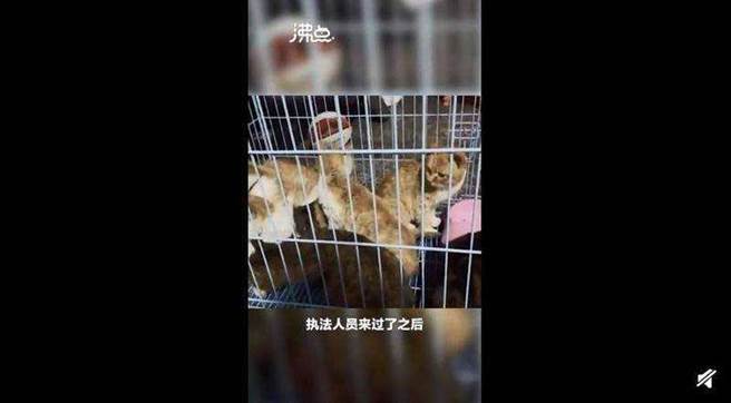 有網友爆料，永州市場竟有商家販售現宰活貓，相當殘忍！（圖／擷取自微博）