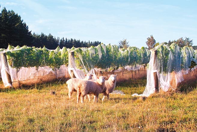 悠游自在的羊群与纯净自然的纽西兰葡萄园。