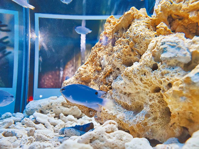 屏东海生馆乘胜追击推出7种色票名称，揭开海底世界的彩色秘密。图为「魔鬼蓝」蓝刻齿雀鲷。（谢佳潾摄）