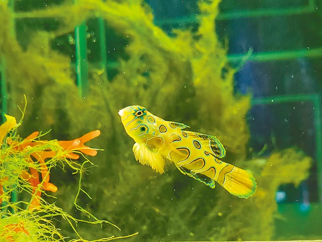 图为「麒麟绿」变色连鳍䲗。（谢佳潾摄）