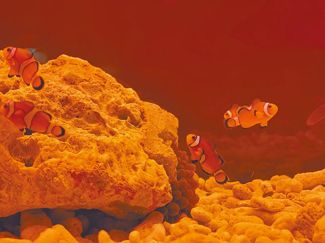 图为「皇家橘」海葵鱼。（谢佳潾摄）