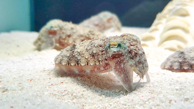 图为「百变灰」乌贼。（谢佳潾摄）