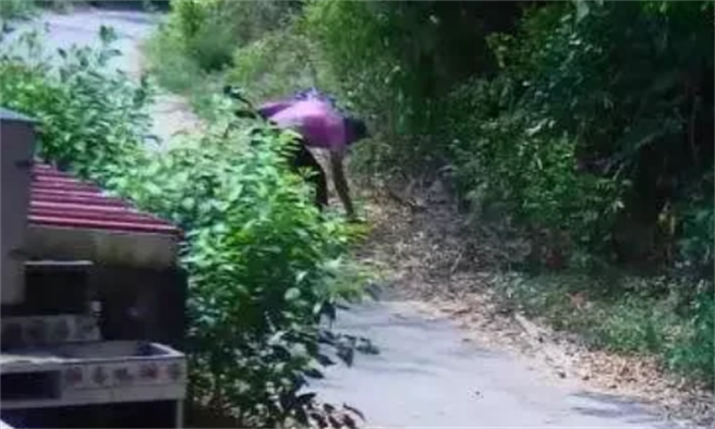 高雄美濃黃蝶翠谷去年遭民眾惡意縱火，火燒山持續24小時，警方逮獲傅姓縱火男子，日前依違反森林法判刑7年，還須賠償250萬元。（林務局提供）