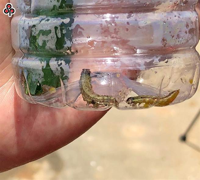 農委會防檢局應變小組召開秋行軍蟲災害防救，提及依據秋行軍蟲生物特性及全球疫情現況，國內已不可能將其完全撲滅。（報系資料照）