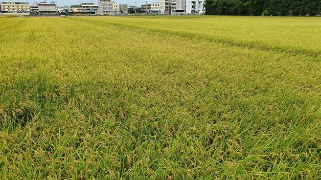 中市经管耕地375减租业务，佃农户数、土地笔数及租约件数皆以清水区为最多。（台中市政府提供／陈世宗台中传真）