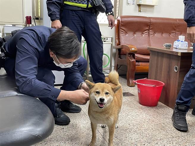 聪明柴柴走失，自己跳上警察机车的脚踏板「报案」。（永康警分局提供／曹婷婷台南传真）