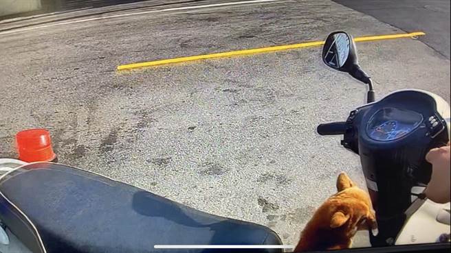 聪明柴柴走失，自己跳上警察机车的脚踏板「报案」。（永康警分局提供／曹婷婷台南传真）