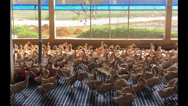 送養禽類可能成為禽流感破口，對整體產業影響頗大，不可不慎。（中華民國水禽產業促進協會提供）