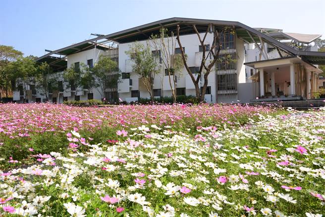 台南六甲赏花秘境，工研院南分院花海盛开。（工研院提供／刘秀芬台南传真）