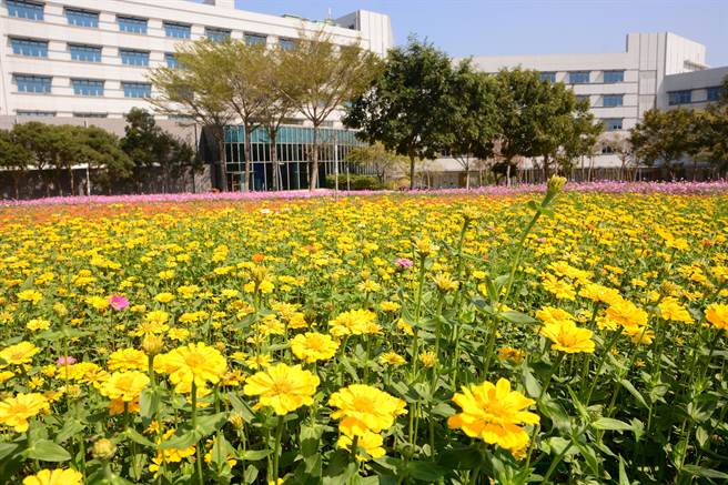 台南六甲赏花秘境，工研院南分院花海盛开。（工研院提供／刘秀芬台南传真）