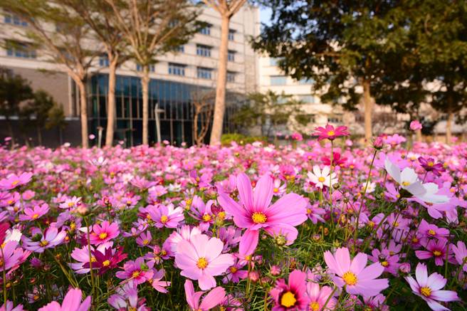 台南六甲赏花秘境，工研院南分院花海盛开。（工研院提供／刘秀芬台南传真）