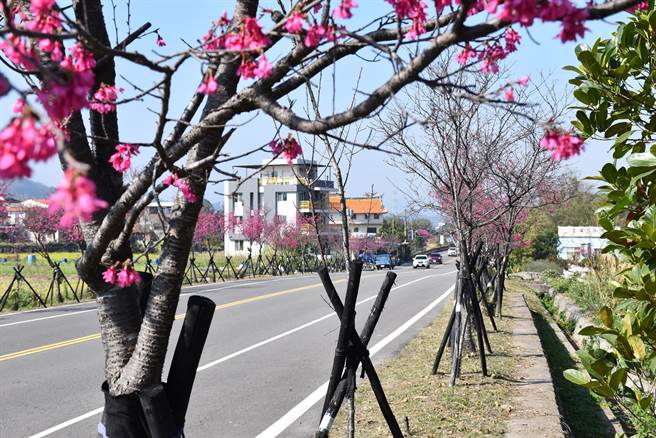 南庄124线道全线樱花盛开，正是游南庄赏樱花的最佳时节。（谢明俊摄）
