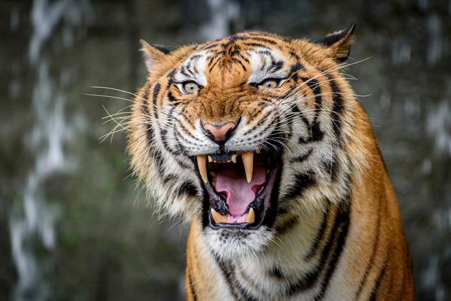 印尼辛卡动物园的围栏在5日惨遭土石流冲破，导致一名47岁的饲育员被逃出老虎咬死。(示意图／达志影像)