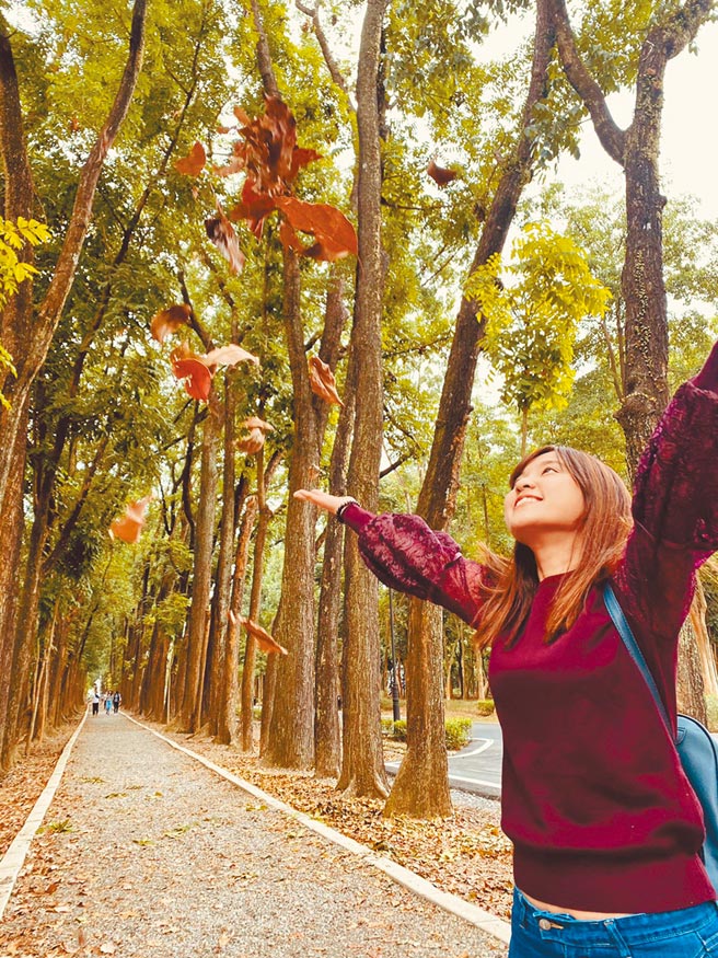 「六龜新威森林公園」擁有全台最美，長2公里的桃花心木步道，景色如詩如畫，許多新人都選擇在此處拍婚紗照留下珍貴的紀念。（茂林風景區管理處提供／林雅惠高雄傳真）