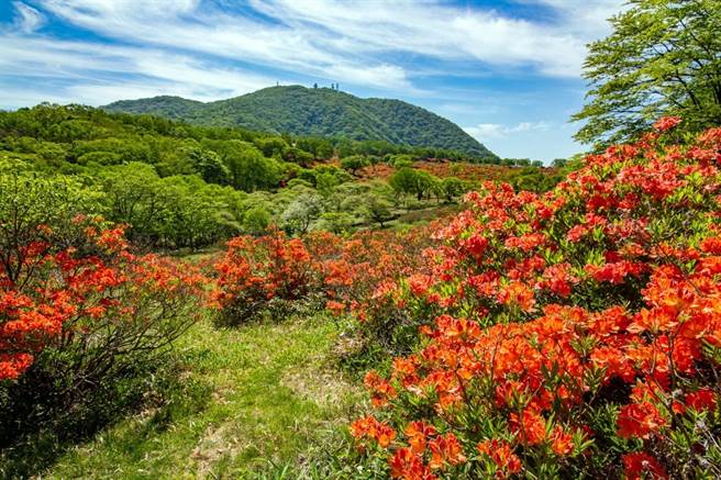 关东地区最着名的赏杜鹃景点之一赤城白桦牧场。(图／行遍天下提供)