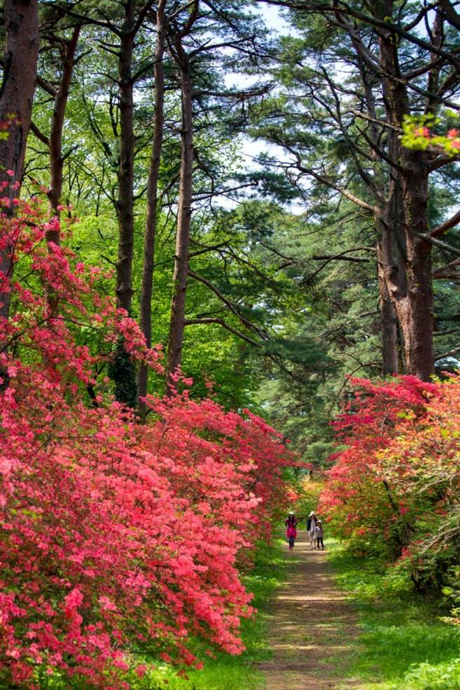 赤城神社参道6月开满山杜鹃。(图／行遍天下提供)
