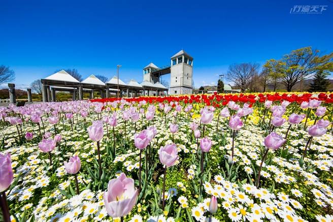 群马花卉公园一年四季都有花卉可以欣赏。(图／行遍天下提供)